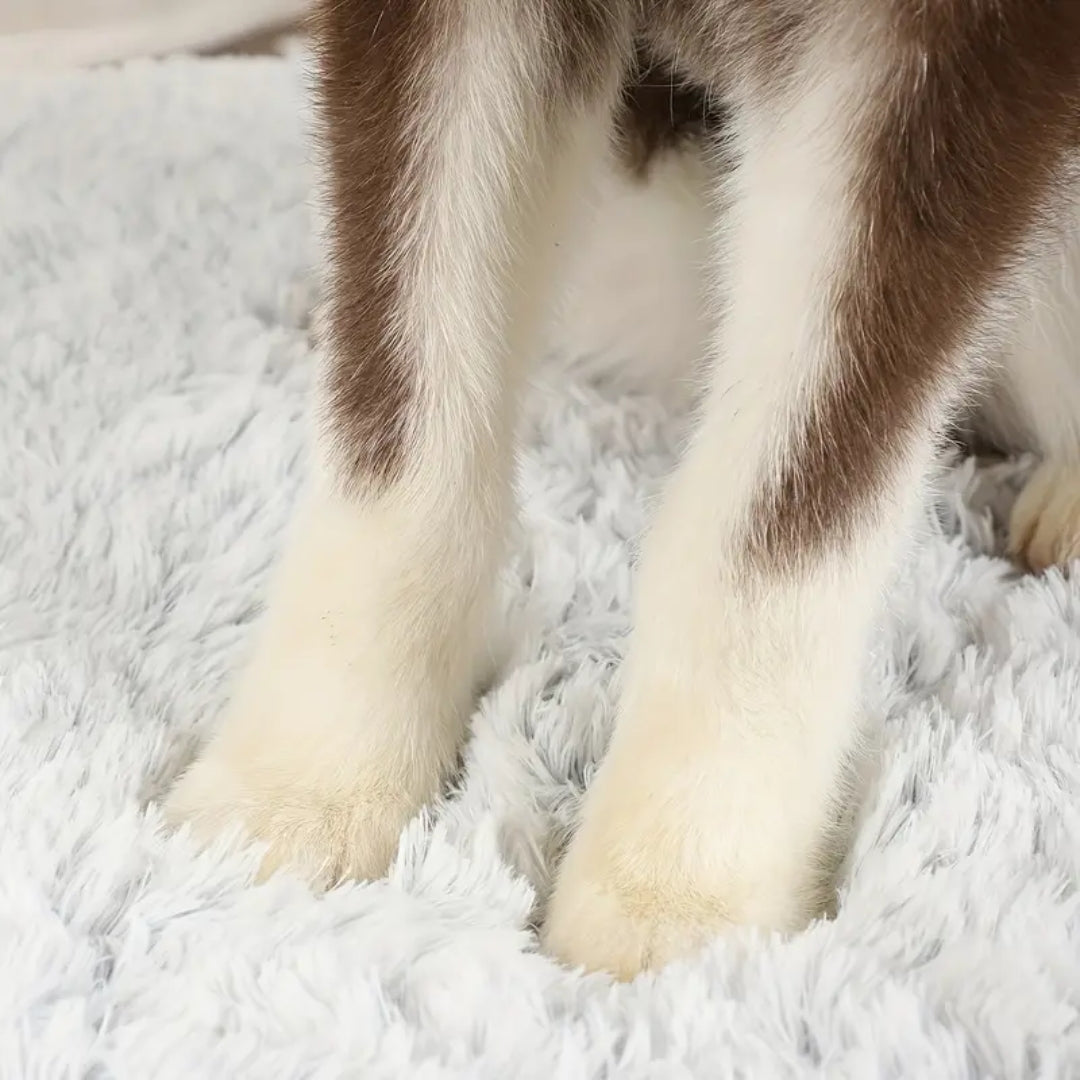 Orthopedic dog bed for healthy joints
