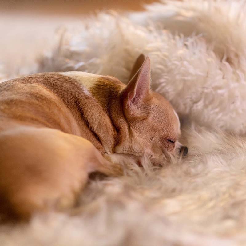 Waterproof Dog Blanket with Plush Imitation Fur Protects Furniture and Dog Beds