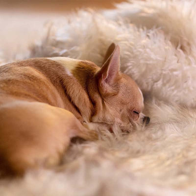 Waterproof Dog Blanket with Plush Imitation Fur Protects Furniture and Dog Beds