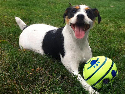 Creative Dog Play Ball with Interactive Features