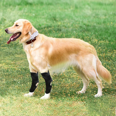 Knee Brace for Dogs