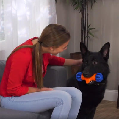 Interactive Self-Driving Dog Toy