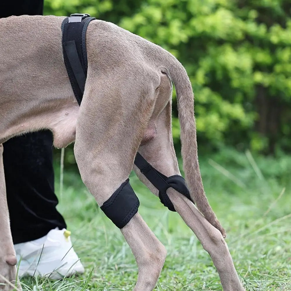 Dog Support Belt