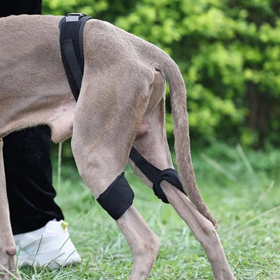 Dog Support Belt