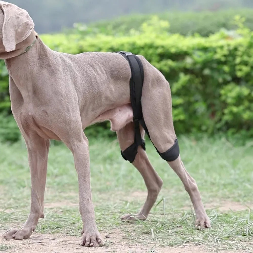 Dog Support Belt