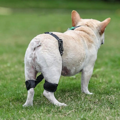 Dog Support Belt