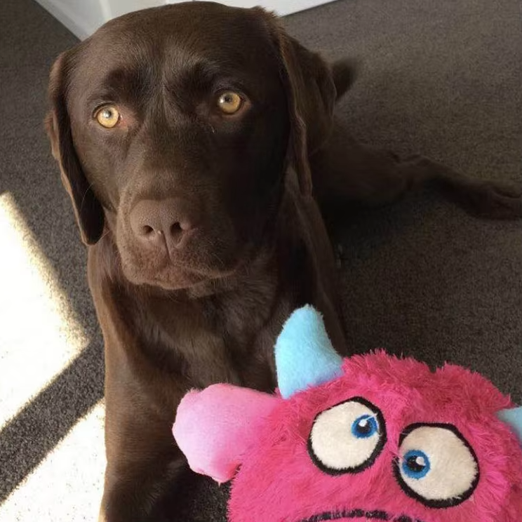 Interactive Plush Monster Ball – Fun Toy for Dogs