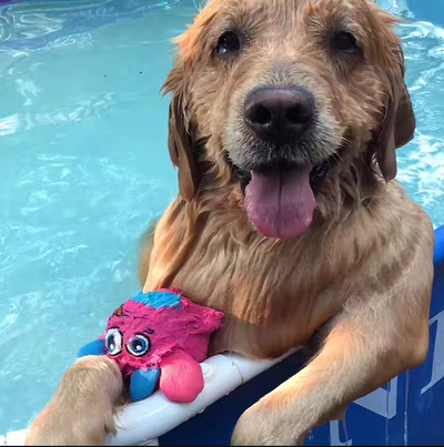 Interactive Plush Monster Ball – Fun Toy for Dogs