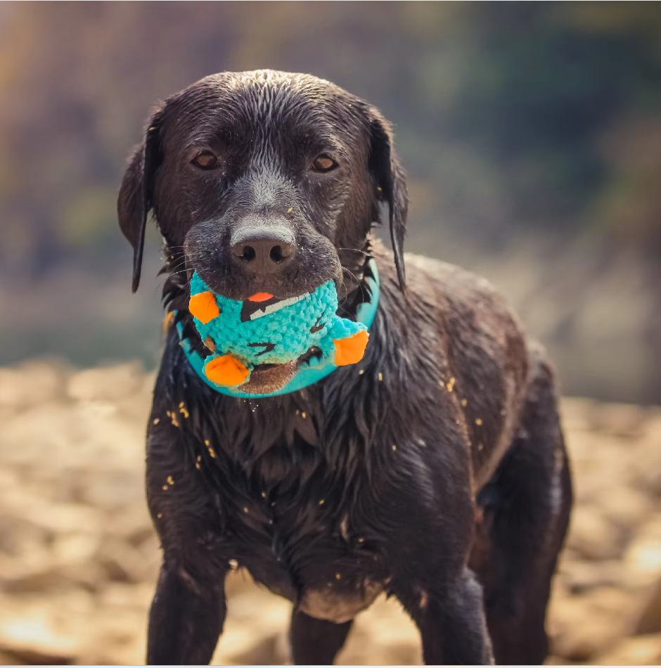 Interactive Plush Monster Ball – Fun Toy for Dogs