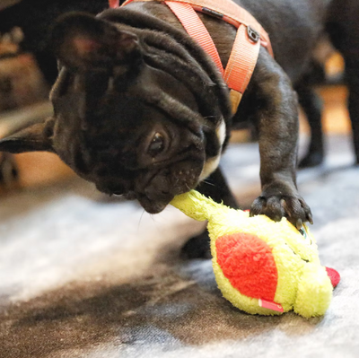 Interactive Plush Monster Ball – Fun Toy for Dogs