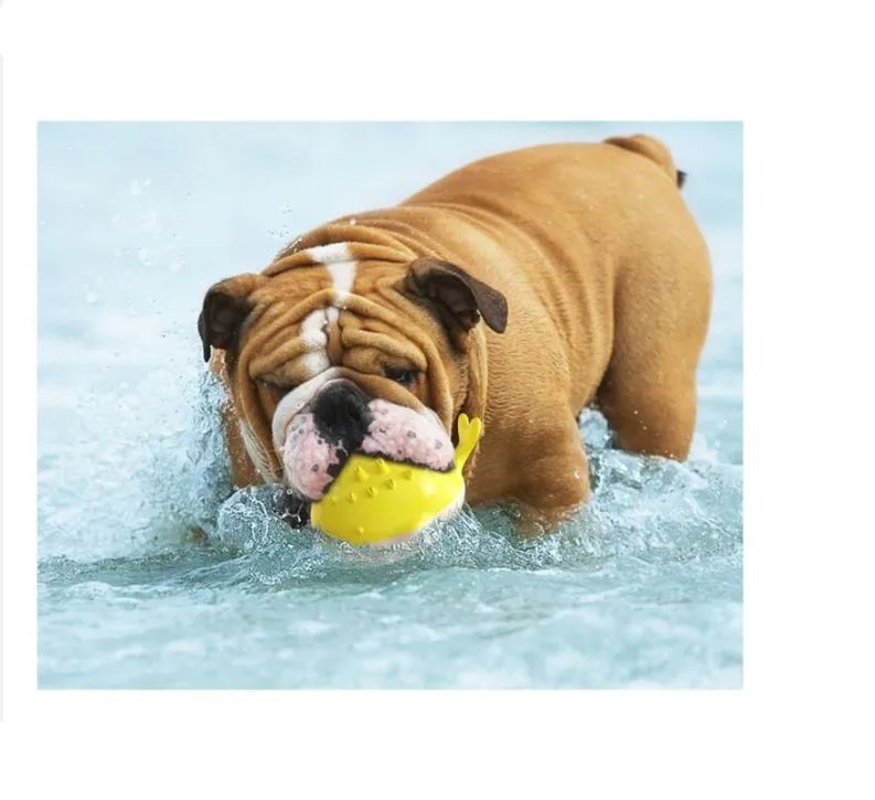 Water Toy for Dogs – Spraying Play Ball for the Pool