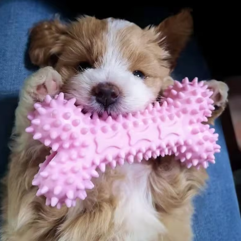 Puppy Toy Set – Bite-Resistant Plush Chew Toys for Dogs