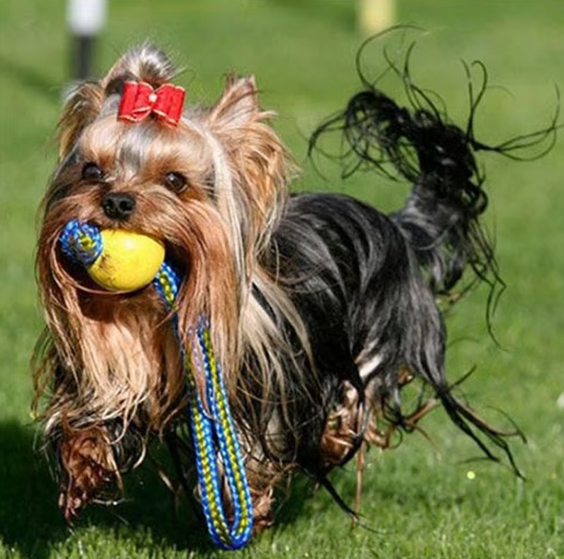 Robust Dog Toy – Fetch and Tug Ball with Rope