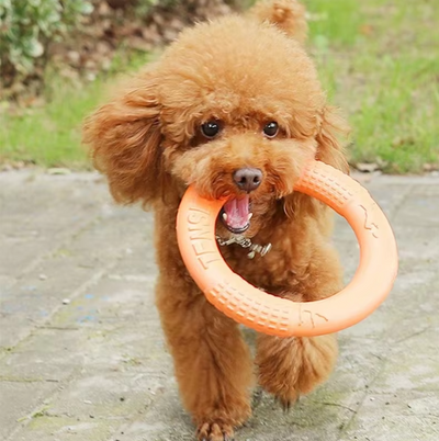 Rugged Throw and Bite Ring – Interactive Dog Toy for Active Fun