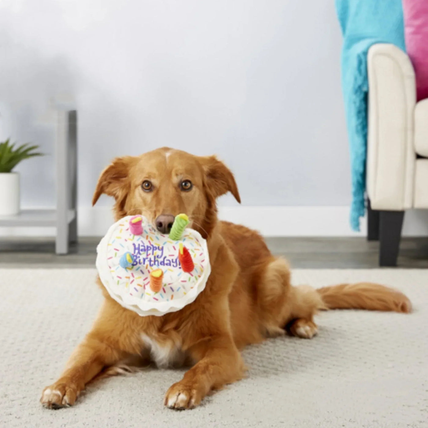 Dog Toy Birthday Set – Plush Cake, Cupcake & Bone with Squeaker Function