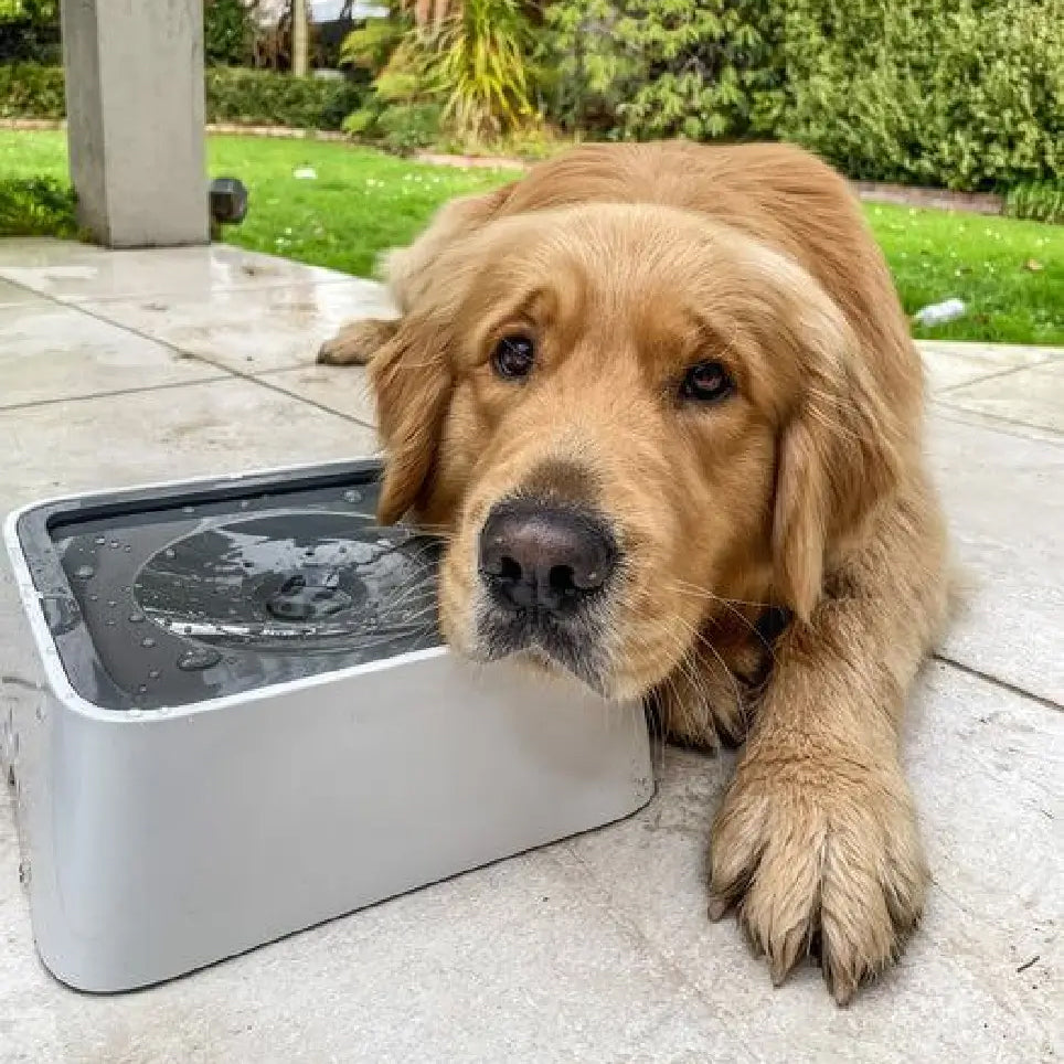 Zero Splash Dog Water Bowl