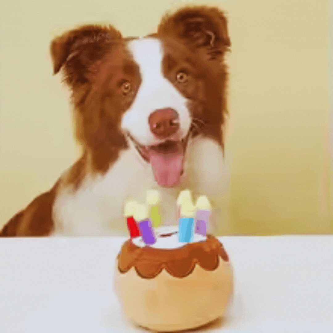 Dog Toy Birthday Cake – With Candles and Plush
