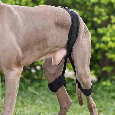 Dog Support Belt