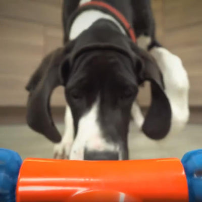 Interactive Self-Driving Dog Toy